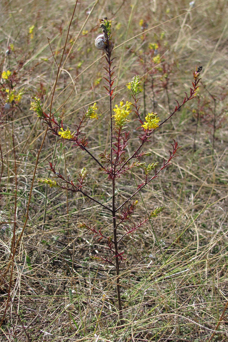 Изображение особи Orthanthella lutea.