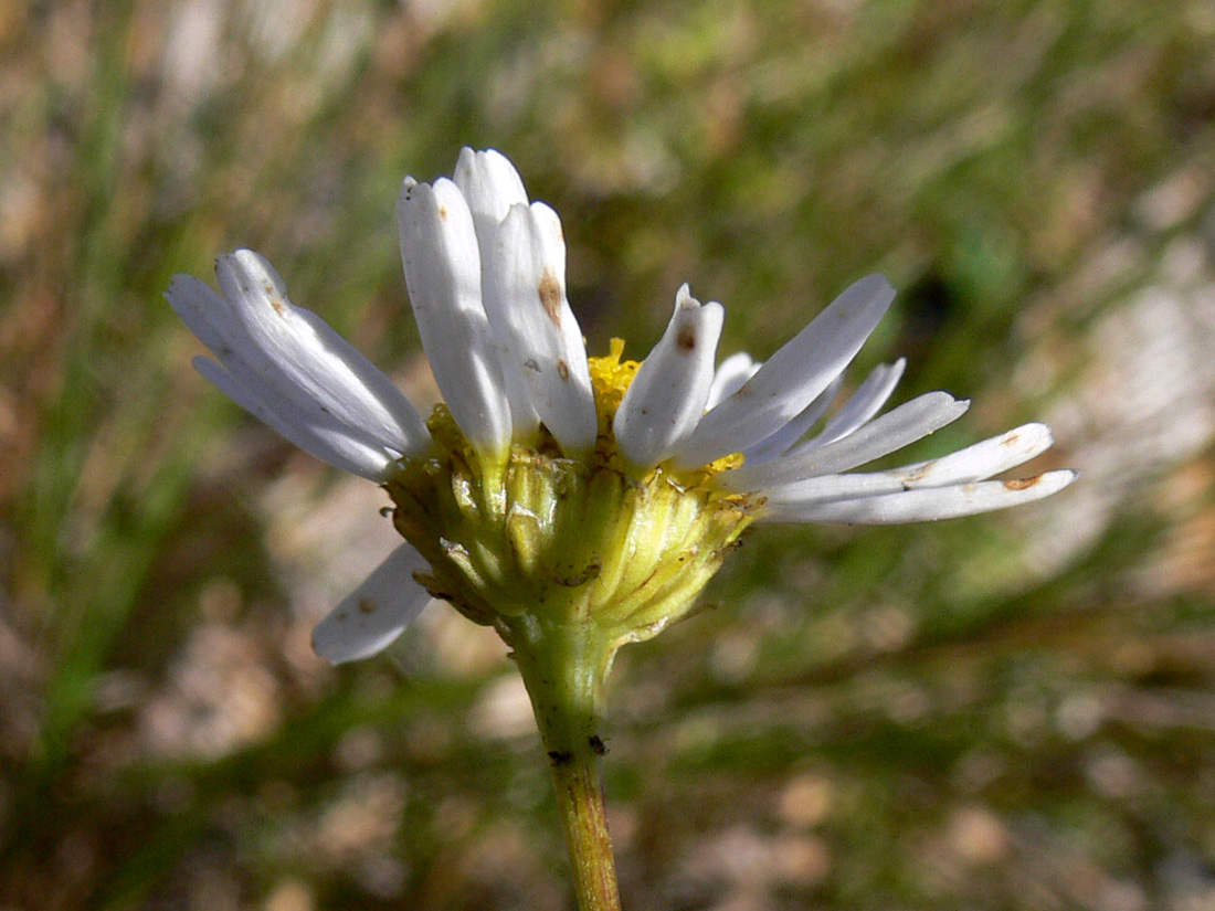 Image of Tripleurospermum inodorum specimen.