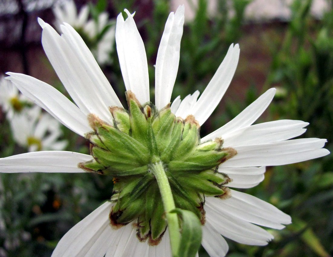 Image of Leucanthemella serotina specimen.