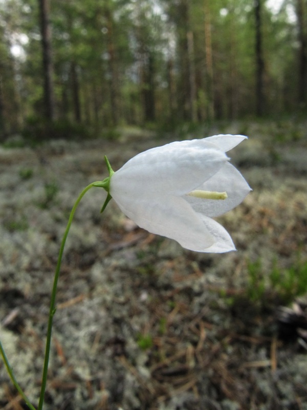 Image of Campanula rotundifolia specimen.