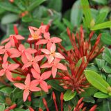 Ixora coccinea