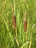 Typha latifolia. Верхушки листьев и побегов с соплодиями (угнетённые растения, выросшие во время засухи). Саратовская обл., Саратовский р-н, Волгоградское вдхр. 25 августа 2011 г.