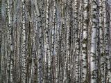 Betula pendula. Стволы деревьев в густом березняке. Москва, Кузьминский лесопарк. 29.07.2007.
