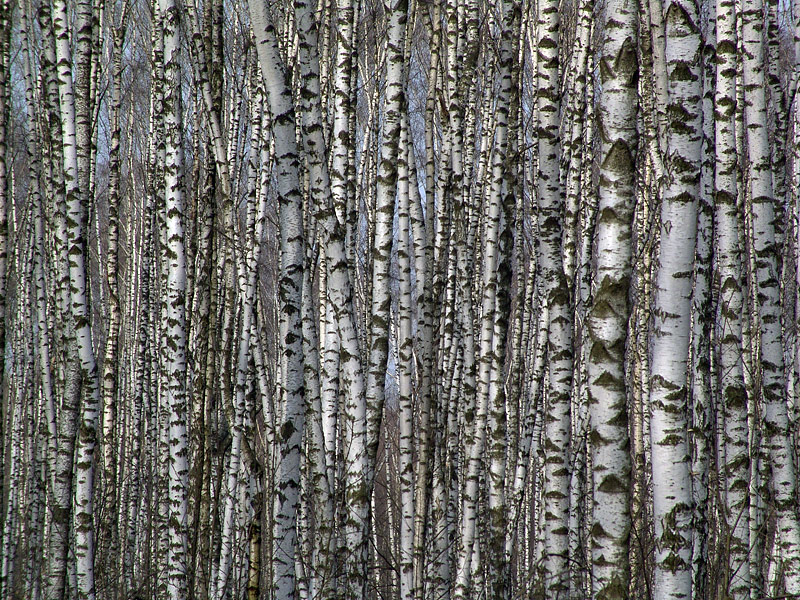 Изображение особи Betula pendula.