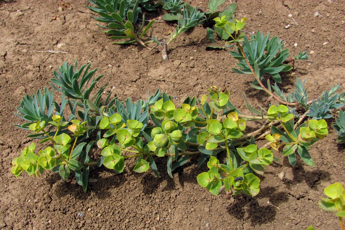 Image of Euphorbia pseudoglareosa specimen.