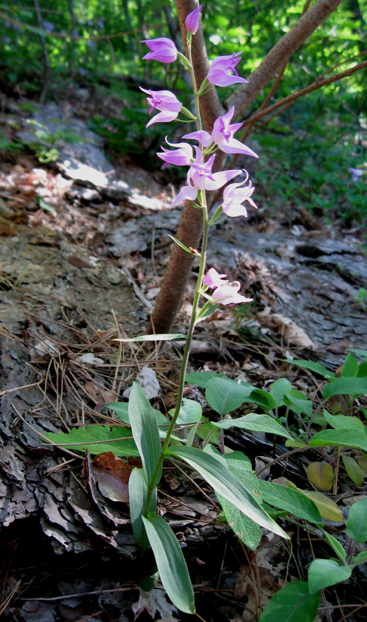 Изображение особи Cephalanthera rubra.