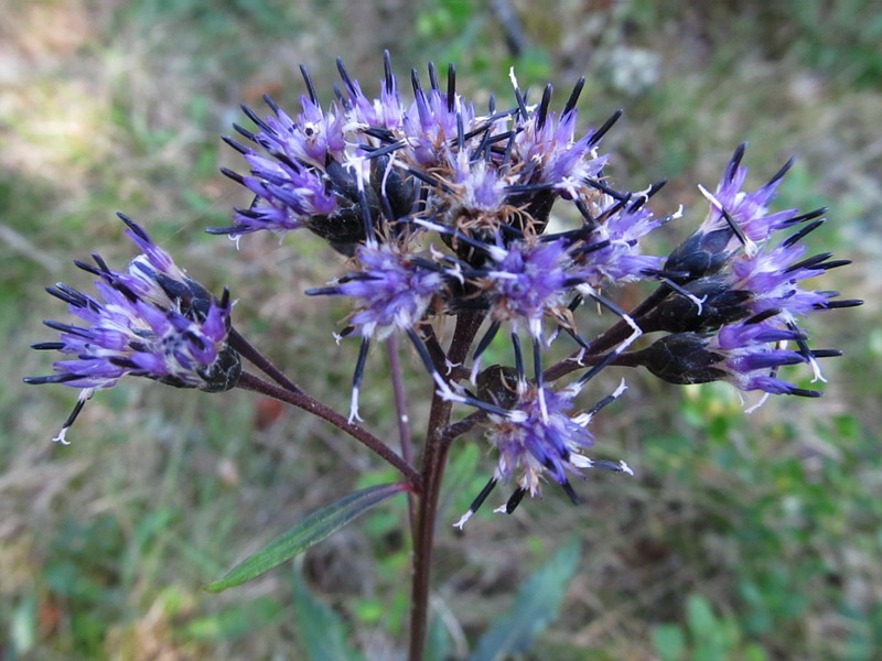 Image of Saussurea stubendorffii specimen.