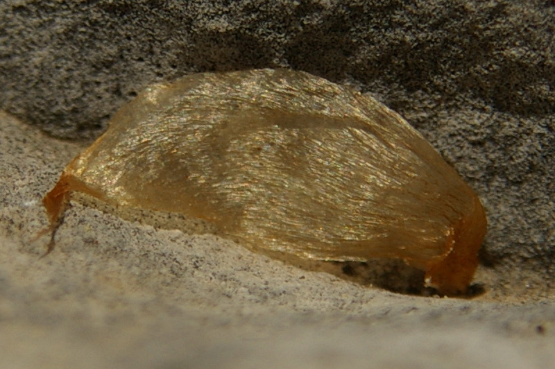 Image of Dryopteris villarii specimen.