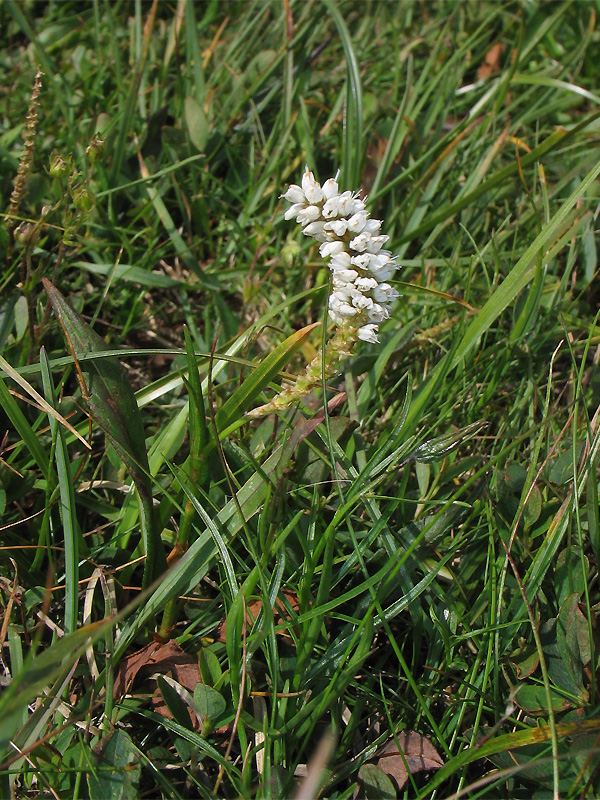 Image of Bistorta vivipara specimen.