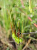 Erodium cicutarium. Соплодие. Смоленская обл., Смоленский р-н, окр. пос. Каспля. 26.08.2011.