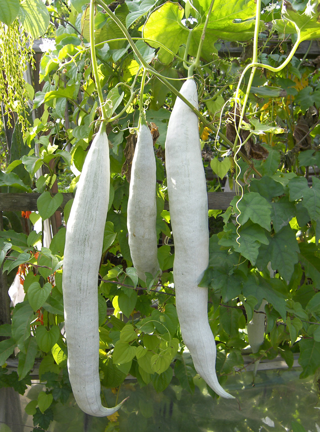 Изображение особи Trichosanthes lobata.