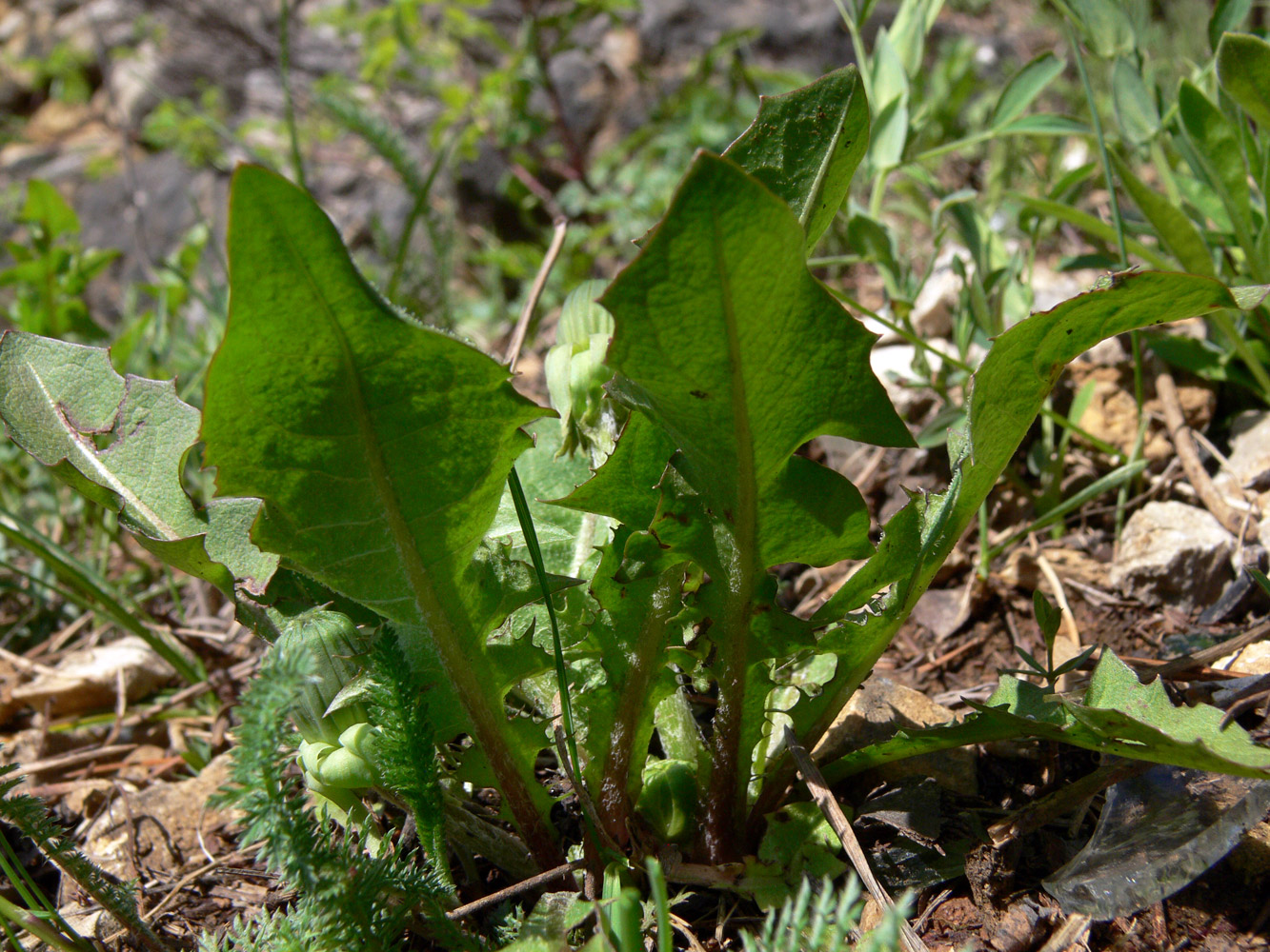 Image of Taraxacum ostenfeldii specimen.