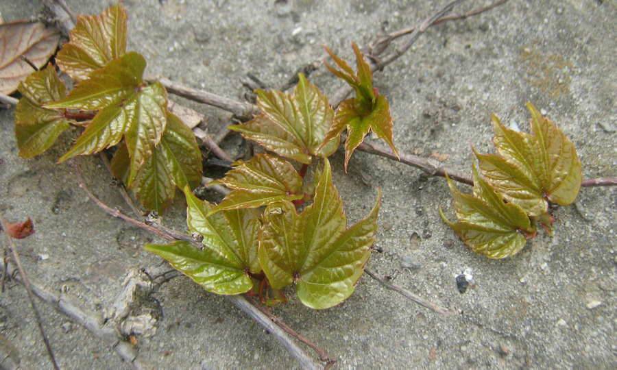Image of Parthenocissus tricuspidata specimen.