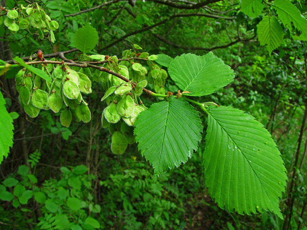 Изображение особи Ulmus laevis.