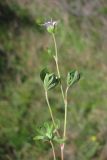 Geranium columbinum