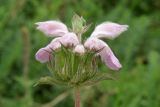 Phlomoides hybrida. Соцветие. Север Кубани, Кущёвский заказник, остепнённый склон. 24.05.2012.