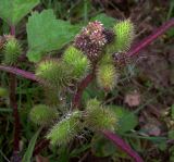 Xanthium orientale. Соплодия. Курская обл., Дмитриевский р-н, с. Моршнево, пляж на берегу р. Свапа. 16 августа 2007 г.