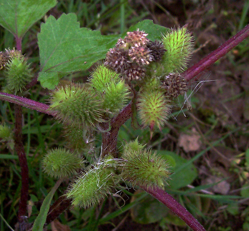 Image of Xanthium orientale specimen.