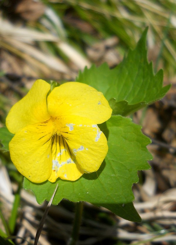 Image of Viola uniflora specimen.