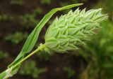 Phalaris canariensis. Верхушка побега с соцветием. Татарстан, г. Бавлы. 03.06.2012.