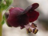 Scrophularia exilis