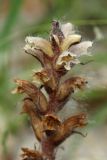 genus Orobanche. Верхушка отцветающего соцветия. Испания, Бискайя, ур. Лага (Laga), обочина дороги под деревьями. 07.06.2012.