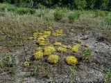 Sedum acre. Куртины цветущих растений. Чувашия, окр. г. Шумерля, полянка возле ГНС. 23 июня 2012 г.