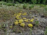 Смотреть изображение Sedum acre