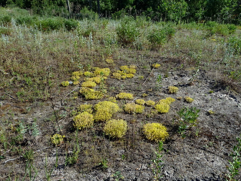 Image of Sedum acre specimen.