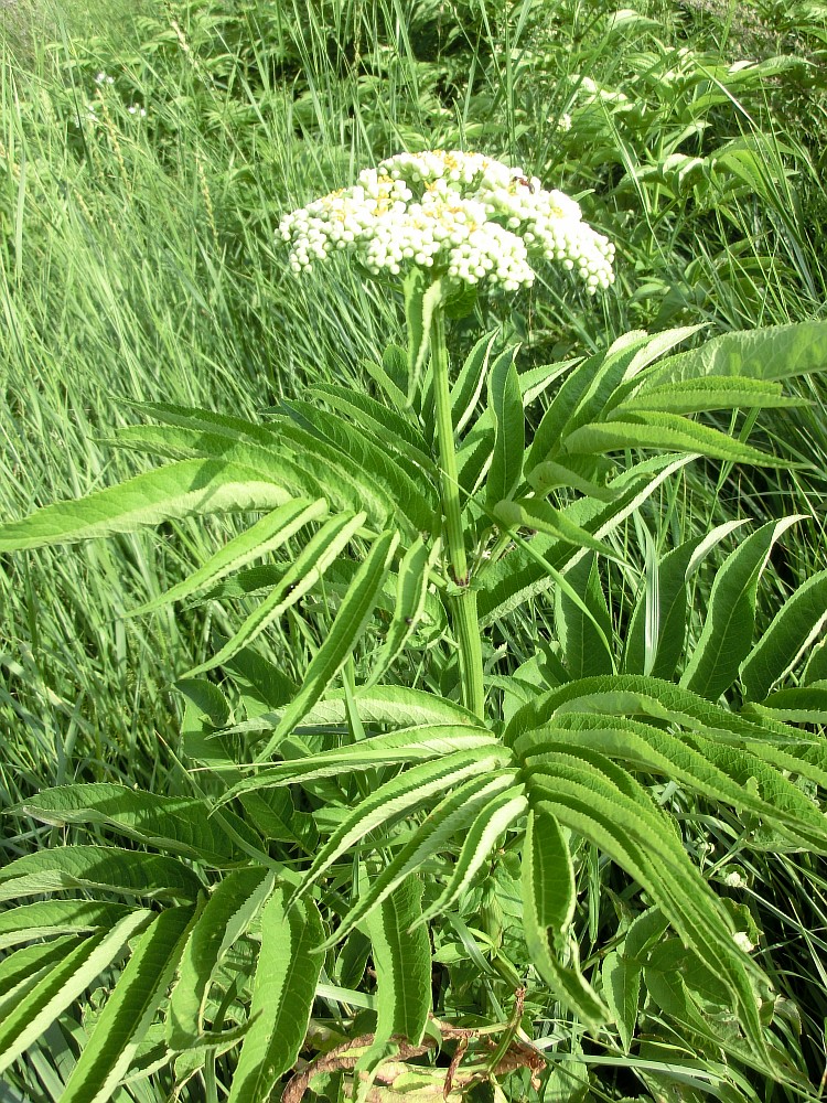 Изображение особи Sambucus ebulus.