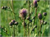 Cirsium setosum. Верхушки побегов с соцветиями. Кировская обл., Орловский р-н, окр. дер. Коншаки. 8 июля 2012 г.