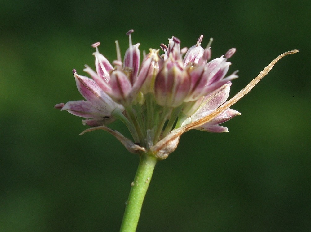 Изображение особи Allium tauricola.