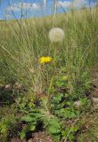 Taraxacum serotinum. Цветущее и плодоносящее растение. Татарстан, г. Бавлы, остепнённый склон. 15.07.2012.