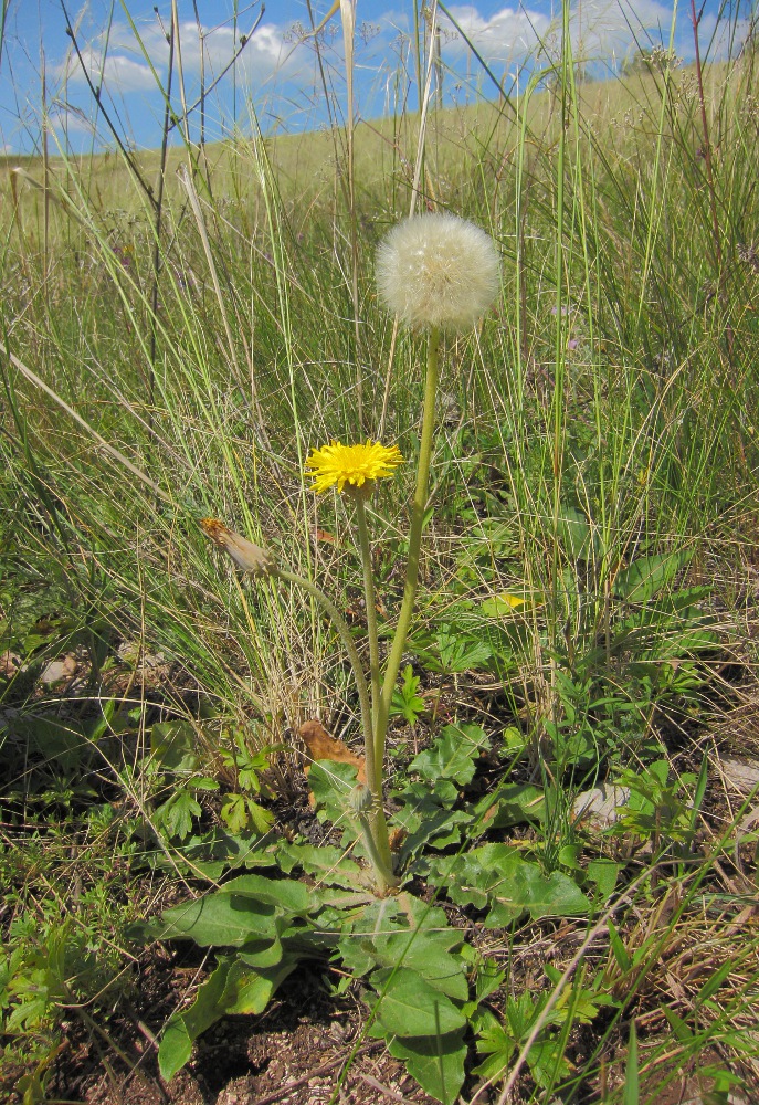 Изображение особи Taraxacum serotinum.