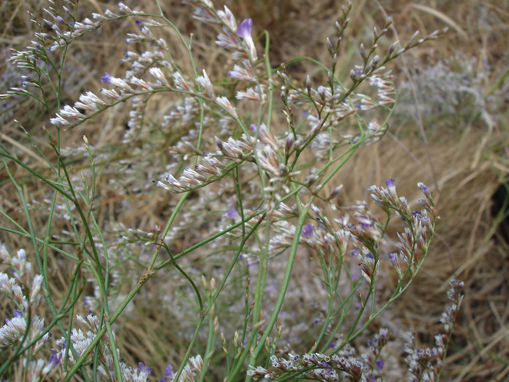 Изображение особи Limonium bungei.