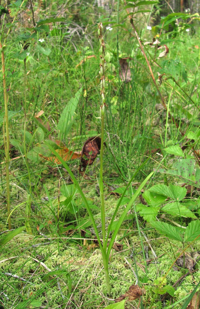 Изображение особи Gymnadenia conopsea.