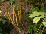 Chelidonium majus