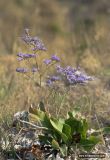 Limonium scoparium. Цветущее растение. Крым, Тарханкутский п-ов, ур. Джангуль, приморские скалы. 06.08.2012.