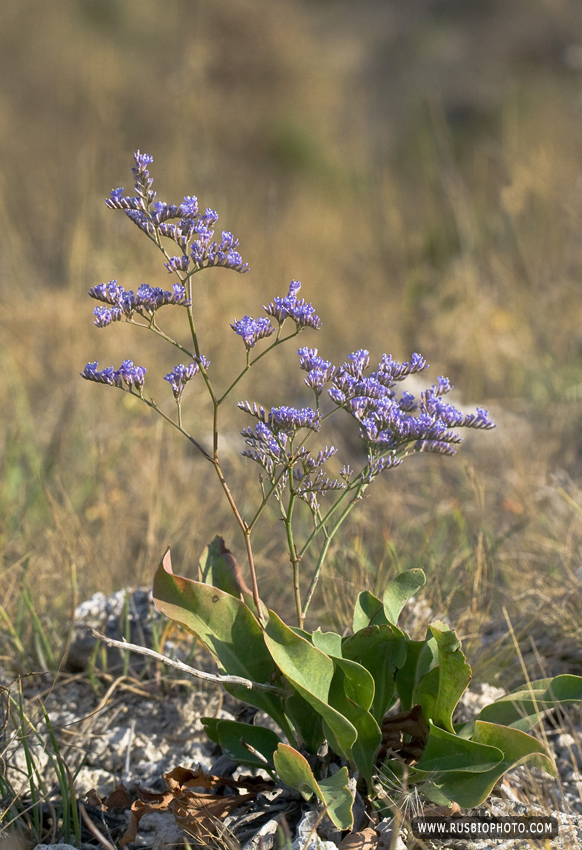 Изображение особи Limonium scoparium.