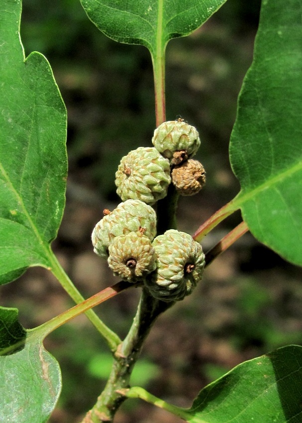 Изображение особи Quercus iberica.