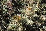 Cirsium turkestanicum