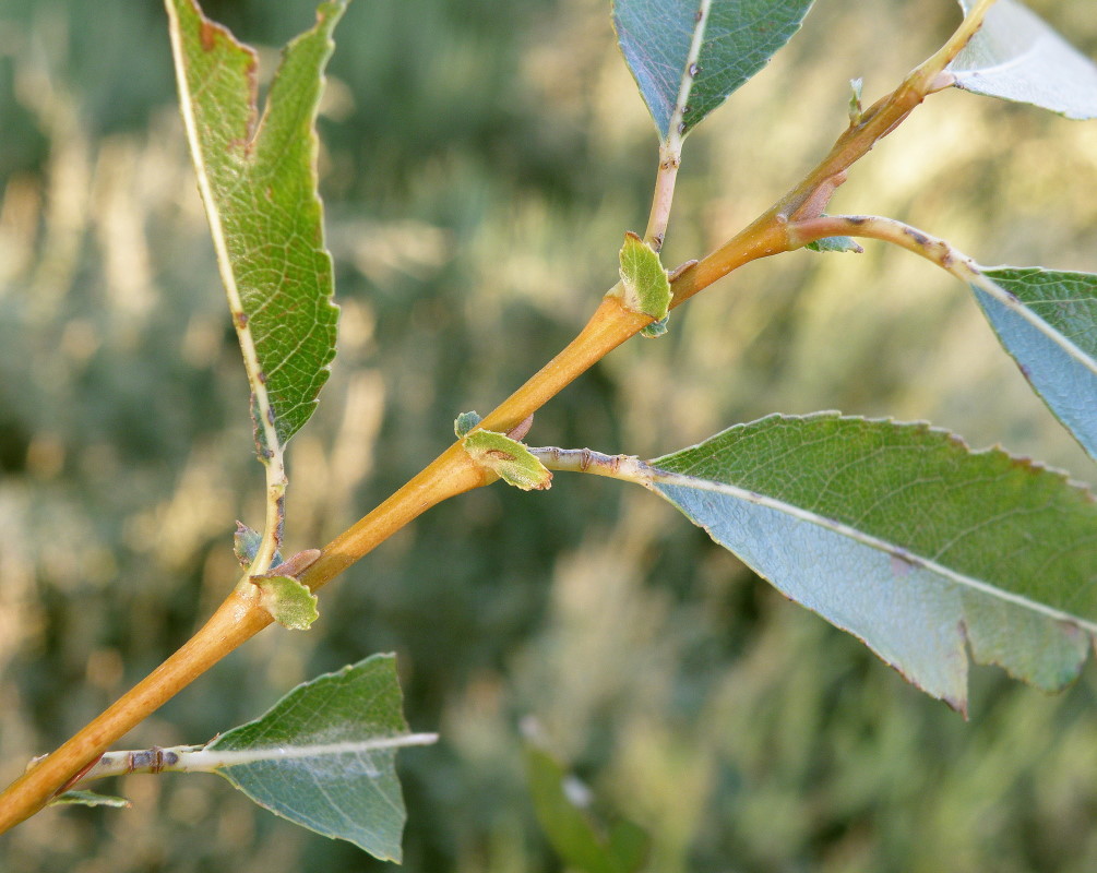 Image of Salix hexandra specimen.