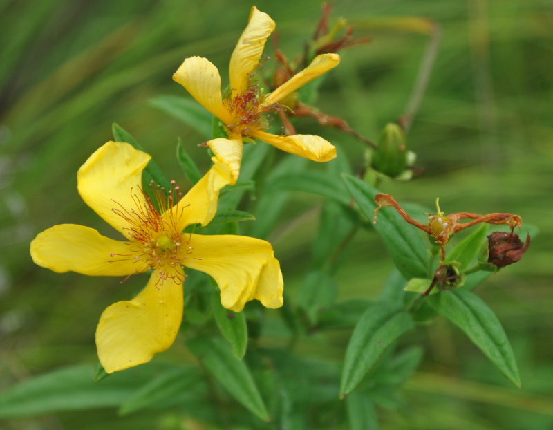 Image of Hypericum gebleri specimen.