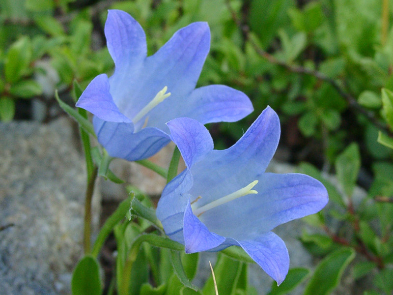 Image of Campanula biebersteiniana specimen.