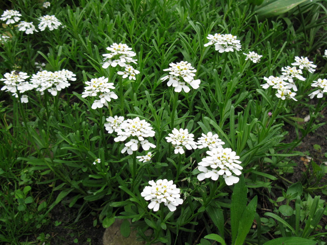 Image of Iberis sempervirens specimen.