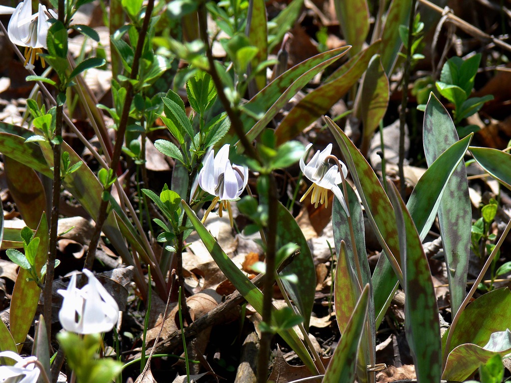 Image of Erythronium albidum specimen.