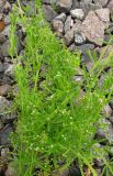 Galium aparine