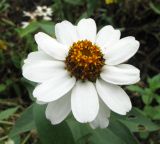 Zinnia angustifolia. Соцветие. Венгрия, г. Будапешт, городской парк Варошлигет, территория замка Вайдахуняд. 01.09.2012.