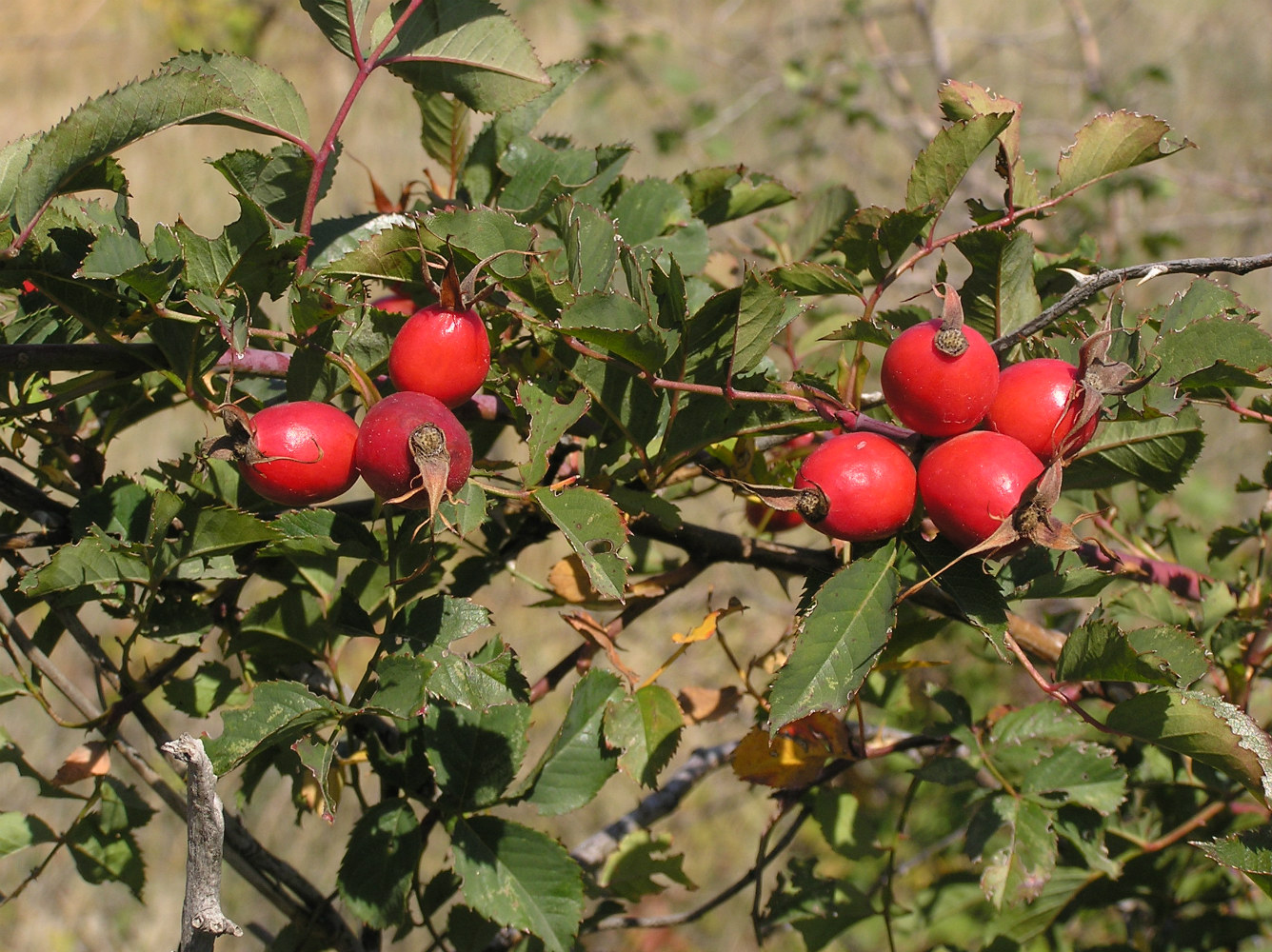 Image of genus Rosa specimen.