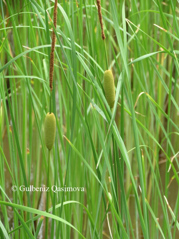 Изображение особи Typha laxmannii.